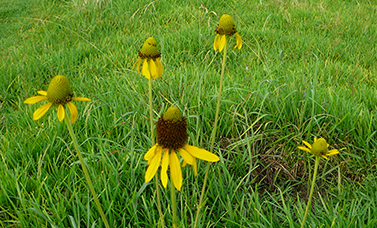 Yellow Upright Prairie Coneflowers bloom amid green grass.