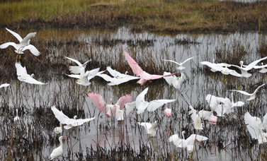 Pink and white birds fly over a marsh.