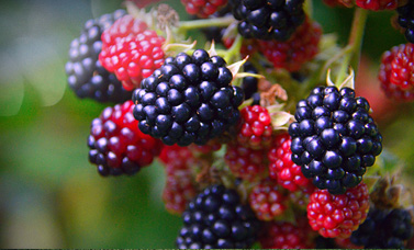 A cluster of blackberries ripening on the vine.