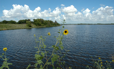 Sunflowers bloom at the edge of a body of water, with trees on the grassy bank on the other side of the water.