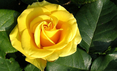 A yellow rose blooms against green leaves.