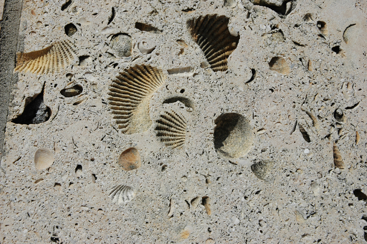 Fossils in a block of stone.